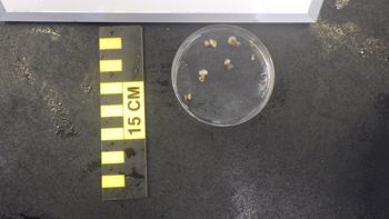Media type: image;   Invertebrate Zoology 153105 Description: live specimen;